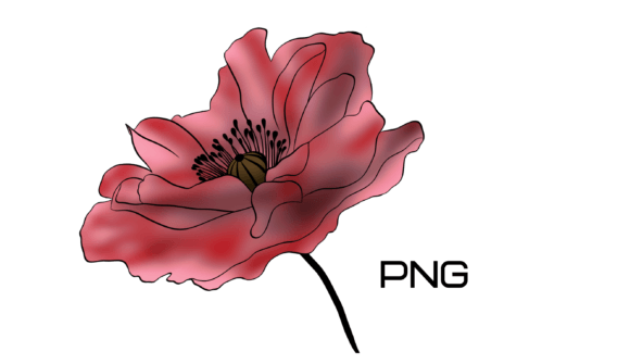 Poppy Flower Element Png for Creative Projects